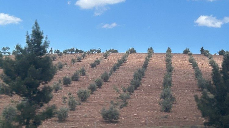 Paisajes pequeños árboles. Antonella Palermo