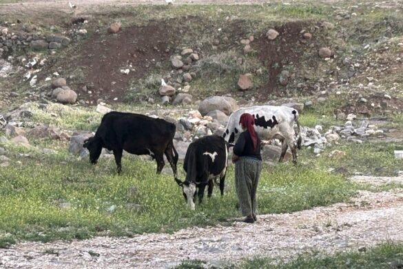 En la Turquía siríaca, la diáspora y el regreso